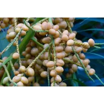 Graceful Areca Pam Plant